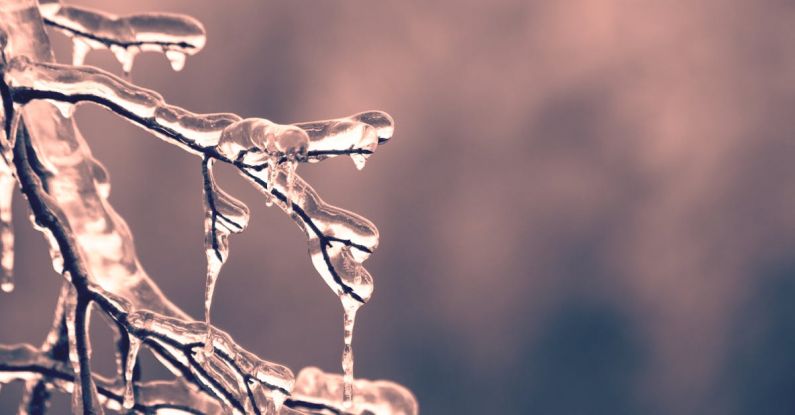 Cold Weather - Selective Focus of Frozen Tree Twigs