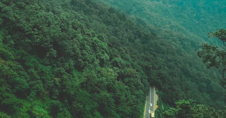 Green Driving - Bird's-eye Photography of Trees Near Road