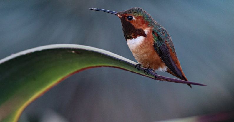 Nissan Leaf - Hummingbird Perching on a Leaf