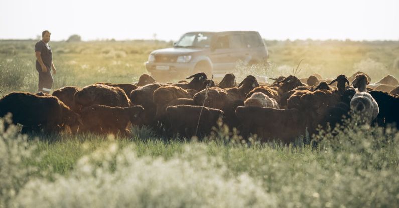 Car Warranty - A man is standing in the middle of a field with cattle